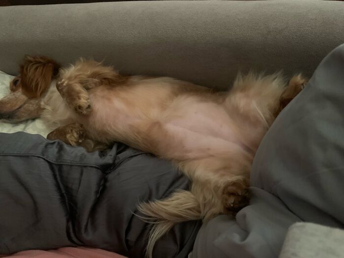 Lakoda Knocked Out!