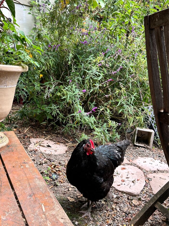 Hanging Out In The Garden