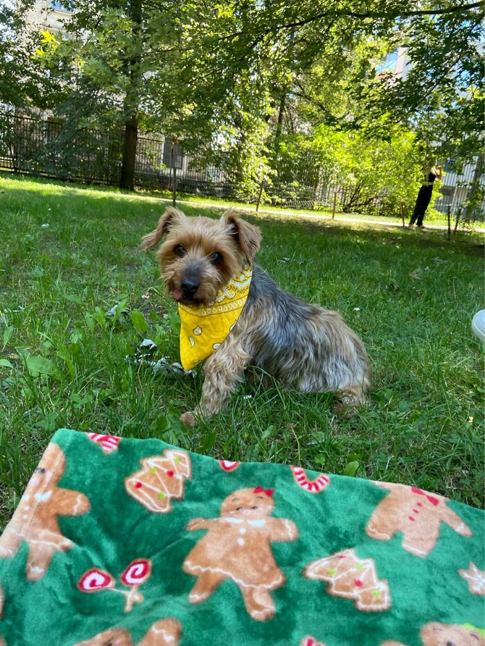 A Picnic With This Individual (Sometimes We Meet His Friends Too)