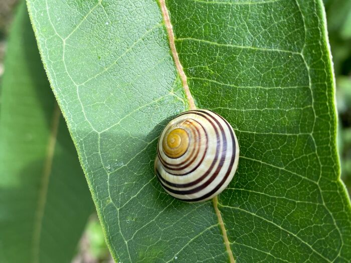 Spotted While Walking In A Park Recently