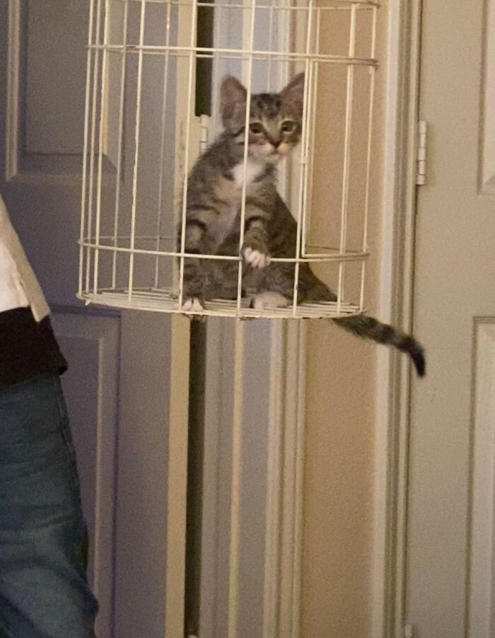 A New Breed Of Bird. Ladies & Gentlemen, Meet Tj