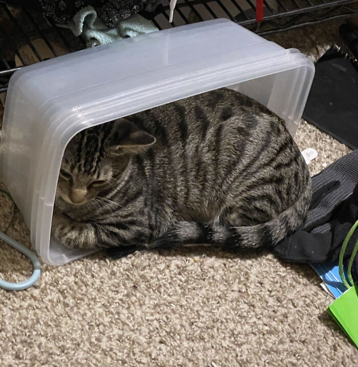 Tj Sits In Any Box She Finds