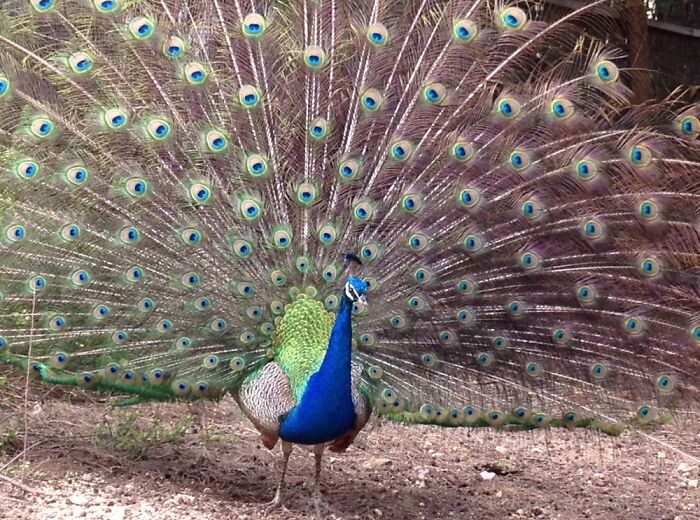 Peacock