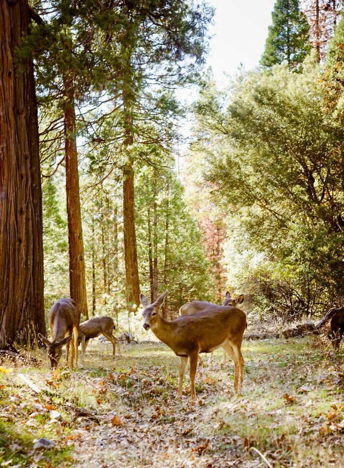Yosemite Deer