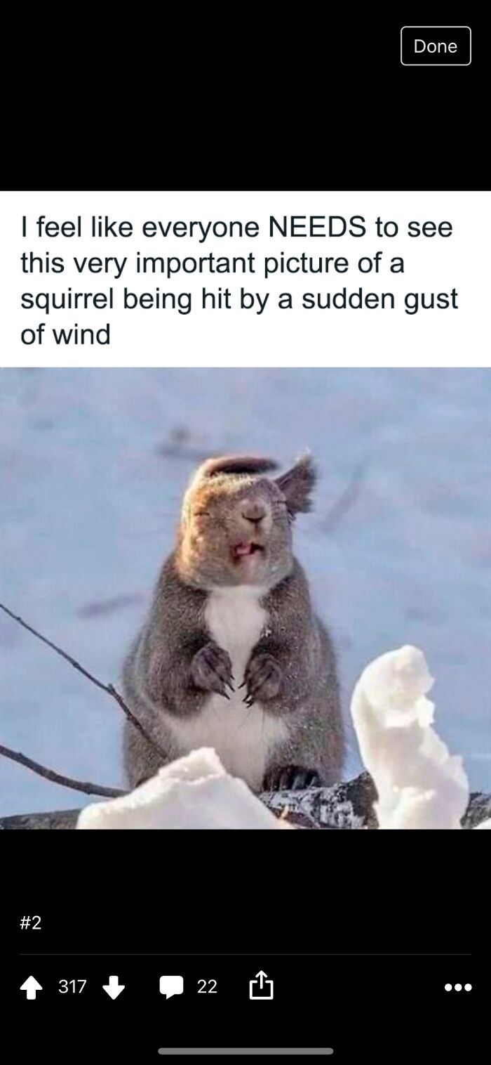Squirrel