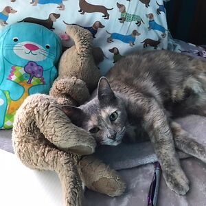 angelinabeganyi avatar