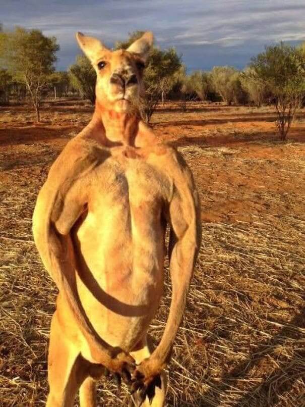 Pictures That Prove Australia Is The Most Unique Place On Earth