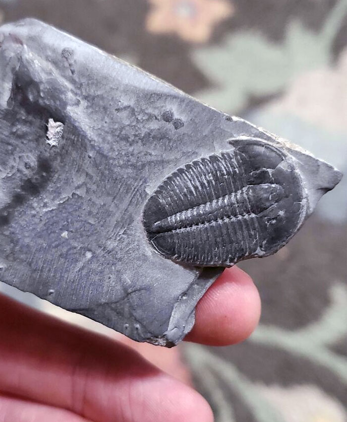 Found This Fossil Today