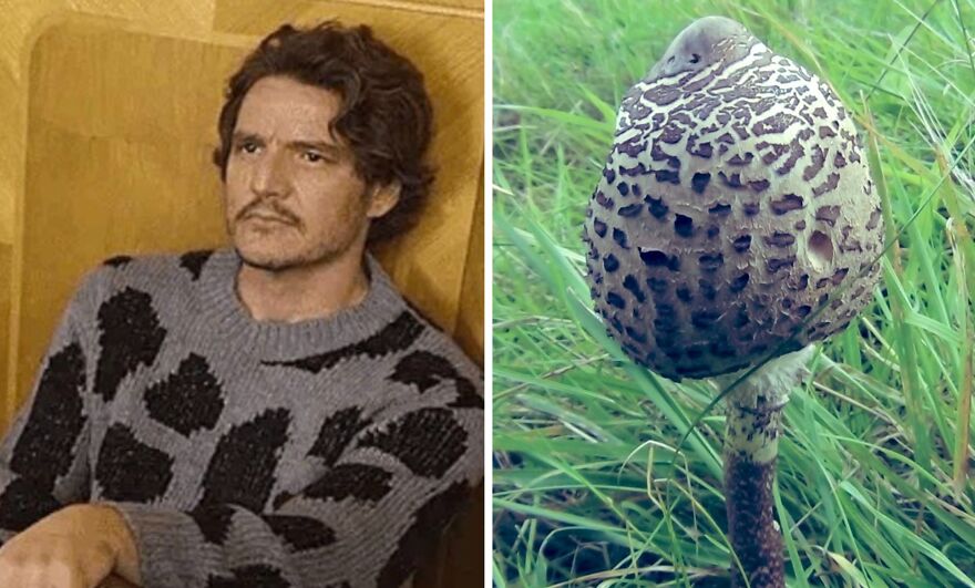 Twitter User Compares Pedro Pascal To Mushrooms And Squirrels And The Result Is Fun And Accurate (20 Pics)