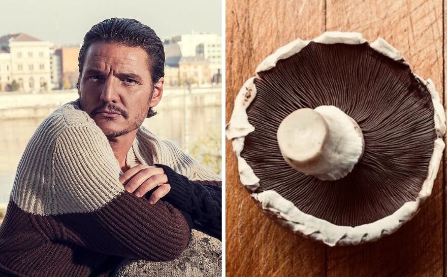 Twitter User Compares Pedro Pascal To Mushrooms And Squirrels And The Result Is Fun And Accurate (20 Pics)