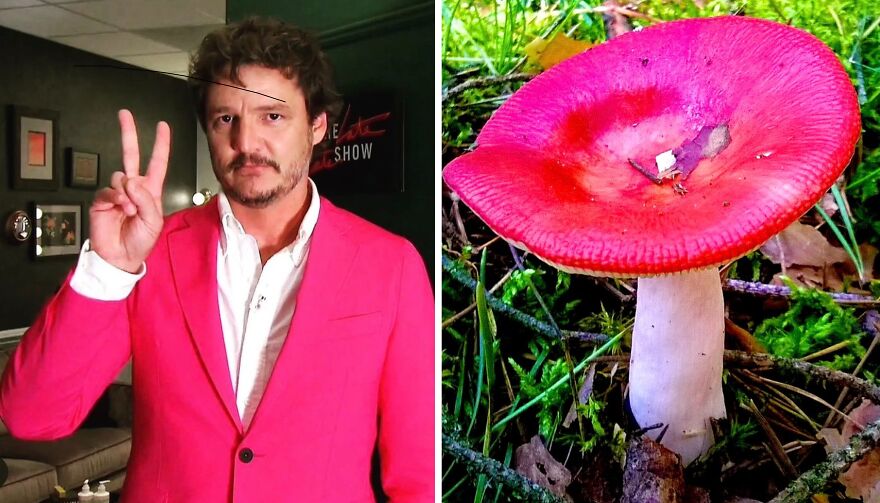 Twitter User Compares Pedro Pascal To Mushrooms And Squirrels And The Result Is Fun And Accurate (20 Pics)