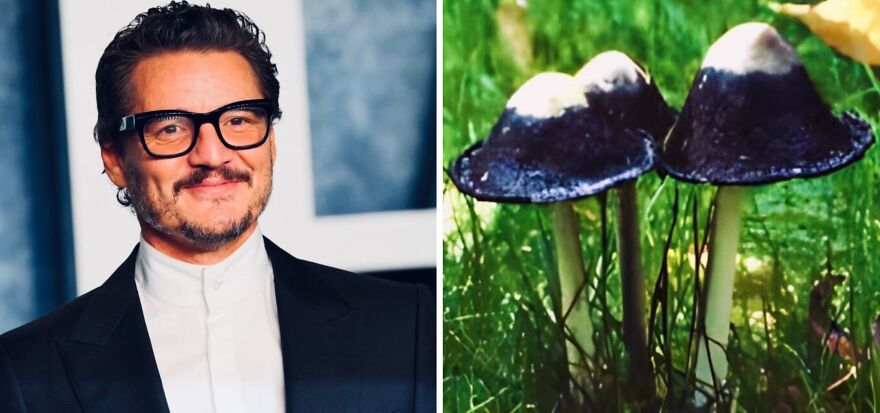 Twitter User Compares Pedro Pascal To Mushrooms And Squirrels And The Result Is Fun And Accurate (20 Pics)