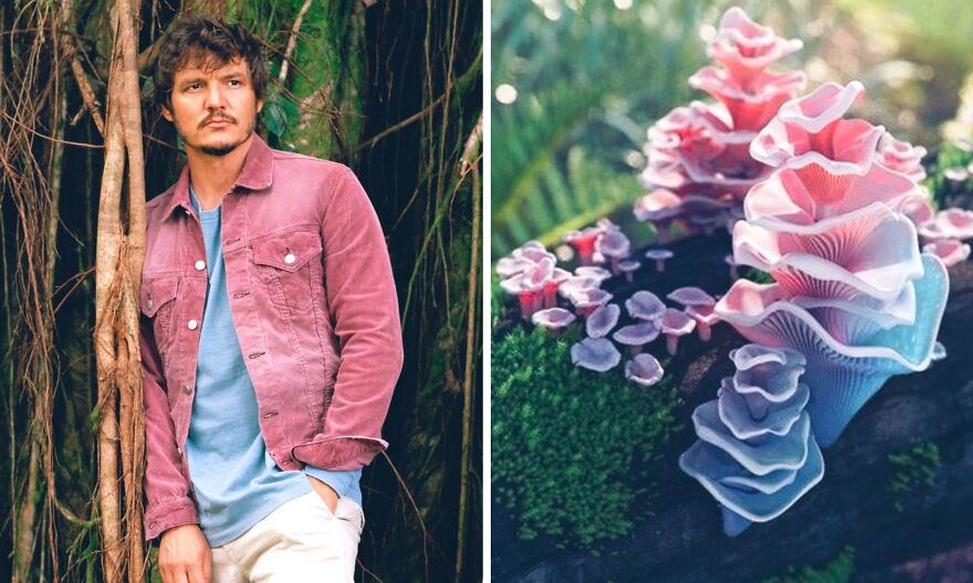 Twitter User Compares Pedro Pascal To Mushrooms And Squirrels And The Result Is Fun And Accurate (20 Pics)