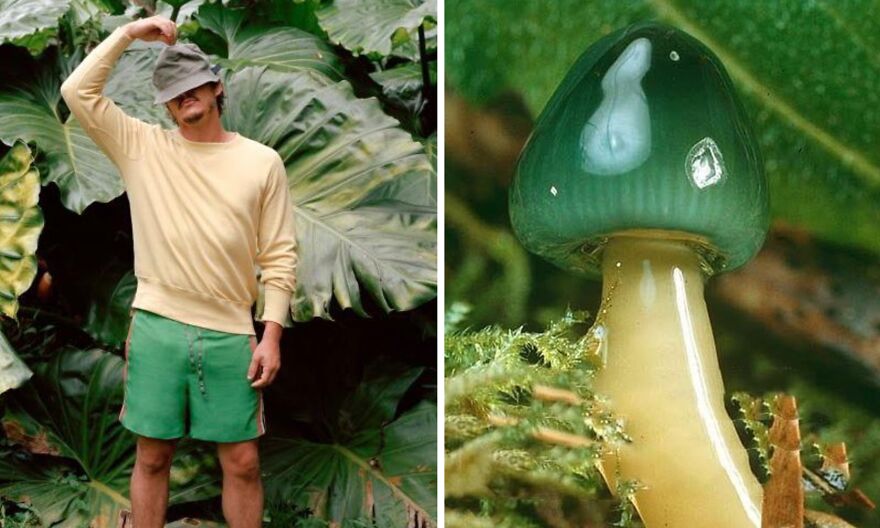 Twitter User Compares Pedro Pascal To Mushrooms And Squirrels And The Result Is Fun And Accurate (20 Pics)