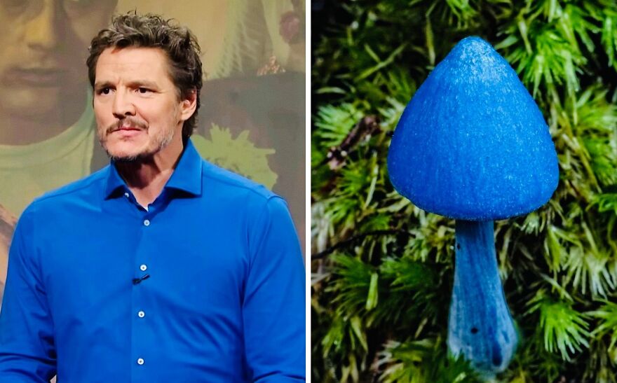 Twitter User Compares Pedro Pascal To Mushrooms And Squirrels And The Result Is Fun And Accurate (20 Pics)