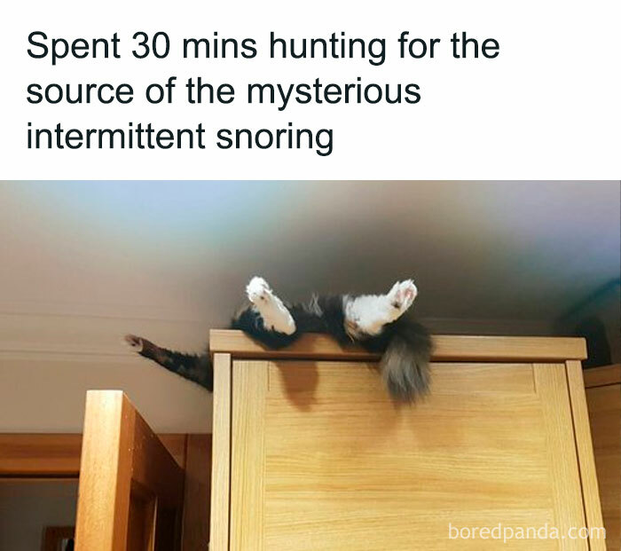 Cat humorously napping on a wardrobe, with only its paws and tail visible; funny and polite meme about snoring.