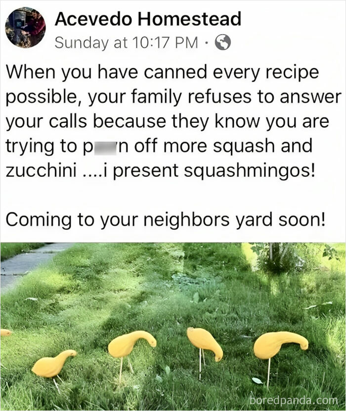 Squashmingos in a yard, illustrating funny and polite memes without laughing at anyone's expense.