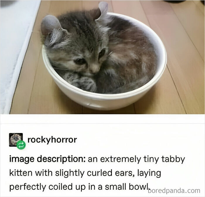 Tiny tabby kitten curled in a bowl, showcasing funny and polite memes without mocking anyone.