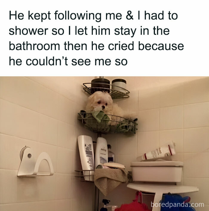 A small dog sits in a bathroom shelf, looking adorable and funny, surrounded by toiletries.