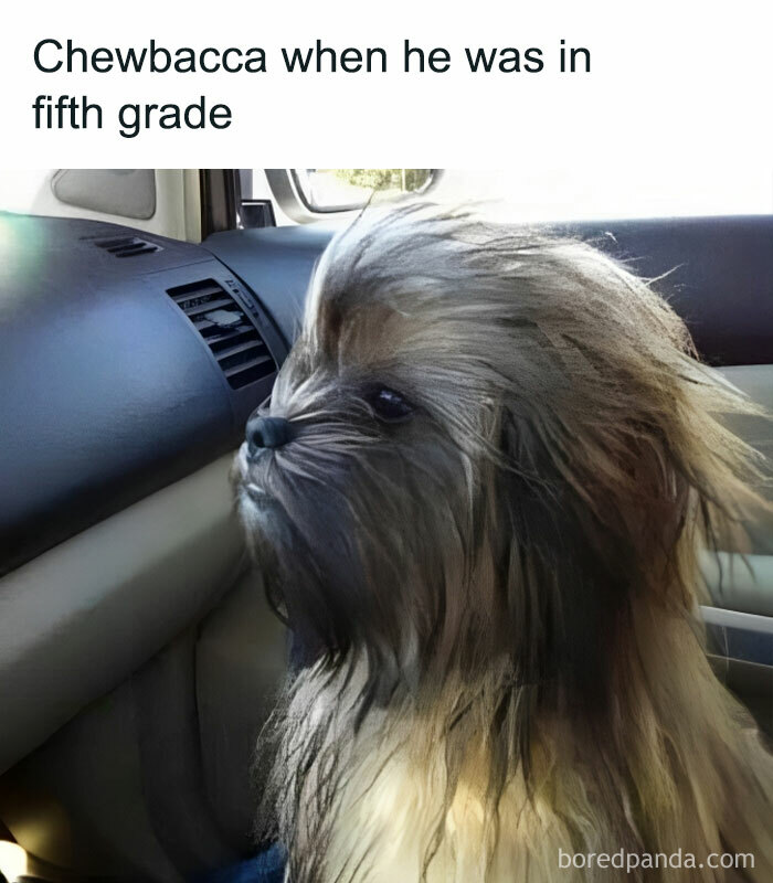 A fluffy dog resembling Chewbacca sits in a car, humorously portraying a funny meme.