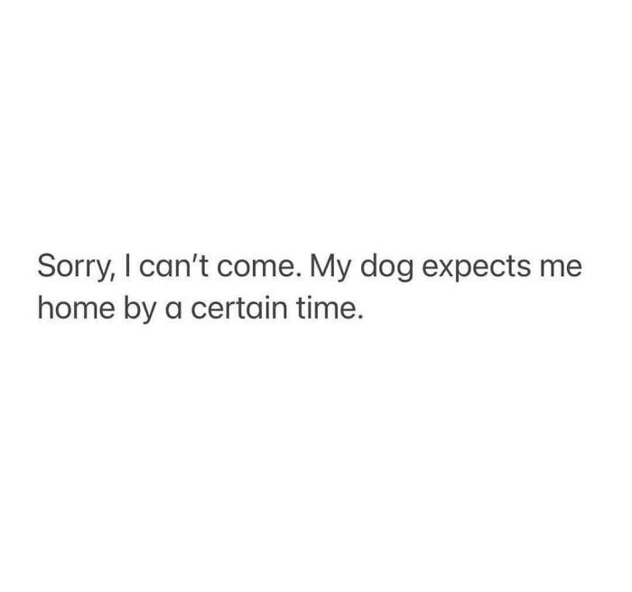 Funny and polite meme text: "Sorry, I can't come. My dog expects me home by a certain time."