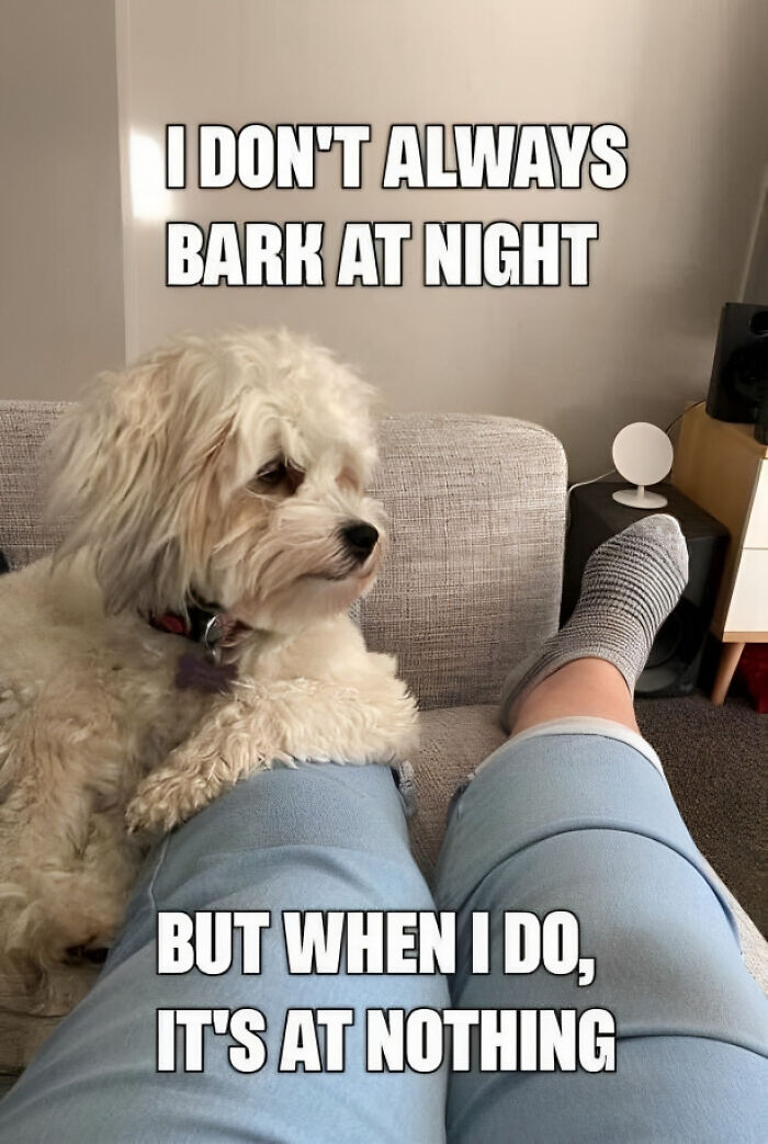 Cute dog meme with humorous text on barking, relaxing on a sofa, creating a funny and polite vibe without offending anyone.
