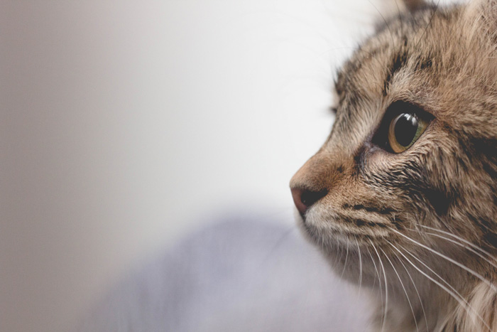 Selective focus photo of brown tabby cat