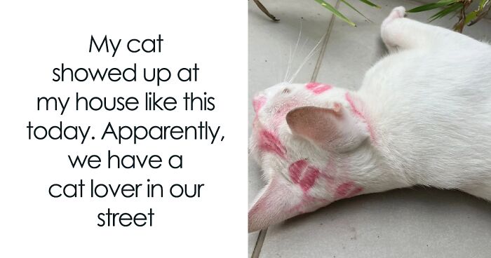 50 Cat Memes Any Cat Lover Would Appreciate