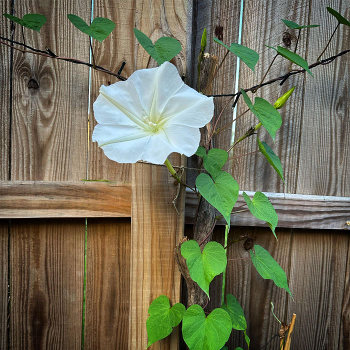 Moonflower growing on the wooden gateway Moonflower growing on the wooden gateway