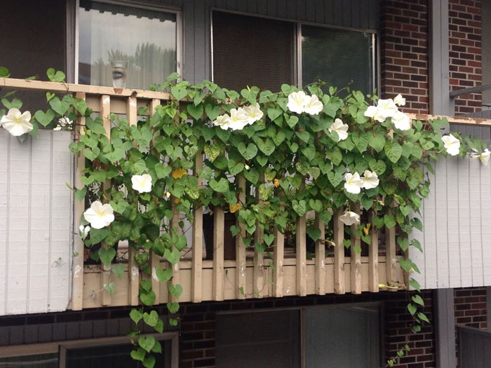 Moonflower growing with trellis support Moonflower growing with trellis support