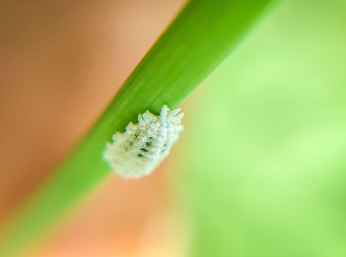 Mealybugs on the leaf Mealybugs on the leaf
