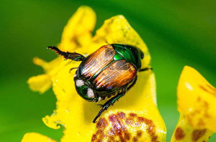 Japanese Beetle on the yellow flower Japanese Beetle on the yellow flower