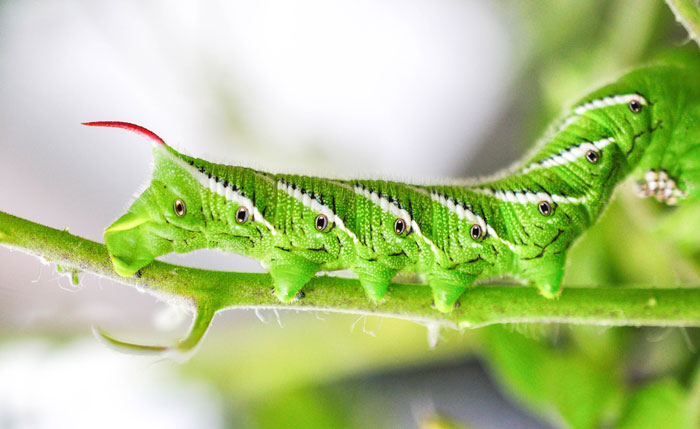 A green Hornworms sitting on the top of a plant A green Hornworms sitting on the top of a plant