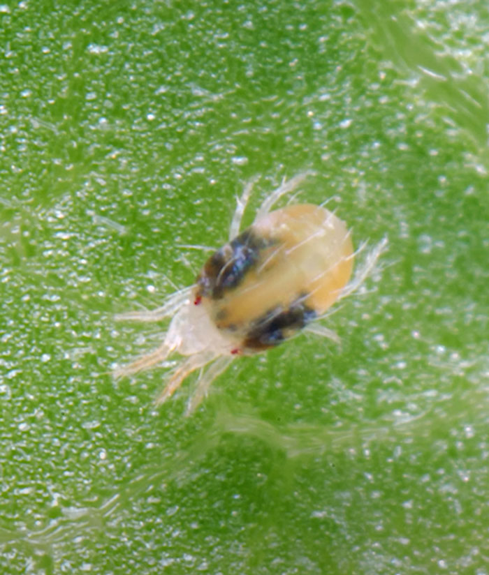 Spider Mite on the green leaf Spider Mite on the green leaf