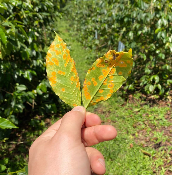 Coffee leaf rust Coffee leaf rust