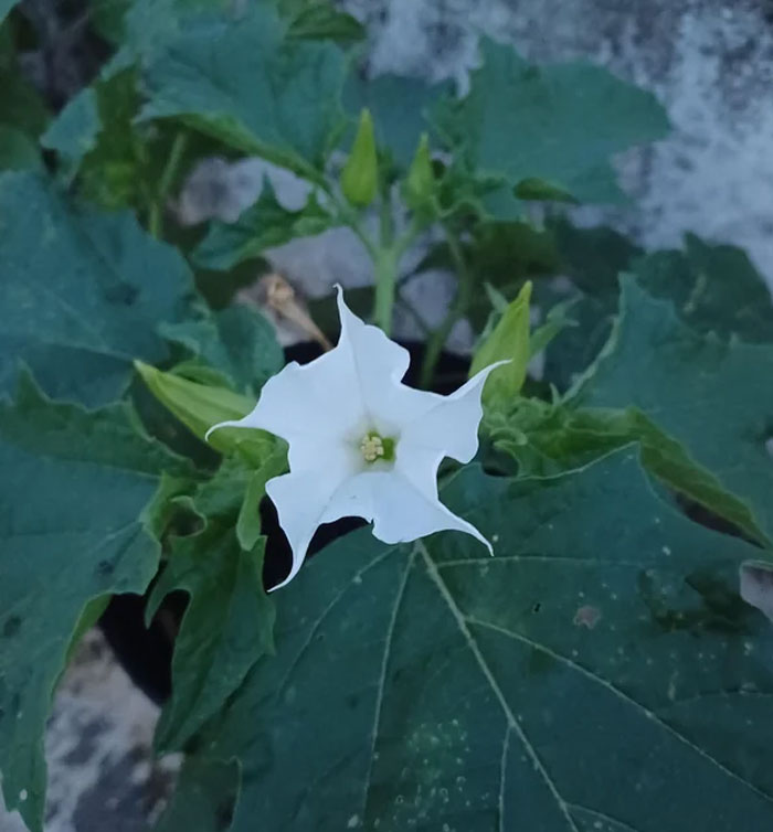 Blooming Datura Blooming Datura