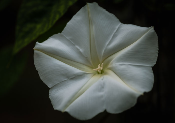 Moonflower's white petals Moonflower's white petals