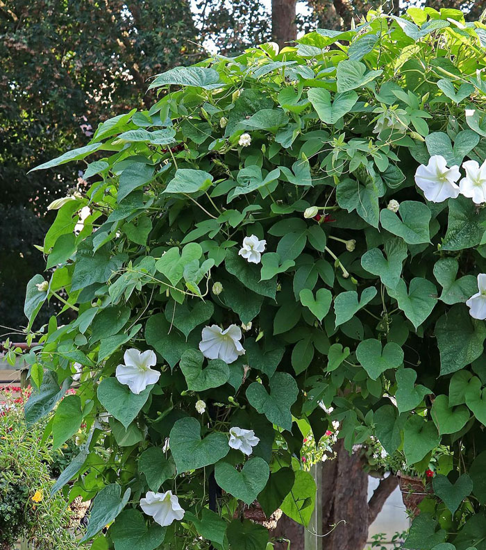 Moonflower bush Moonflower bush
