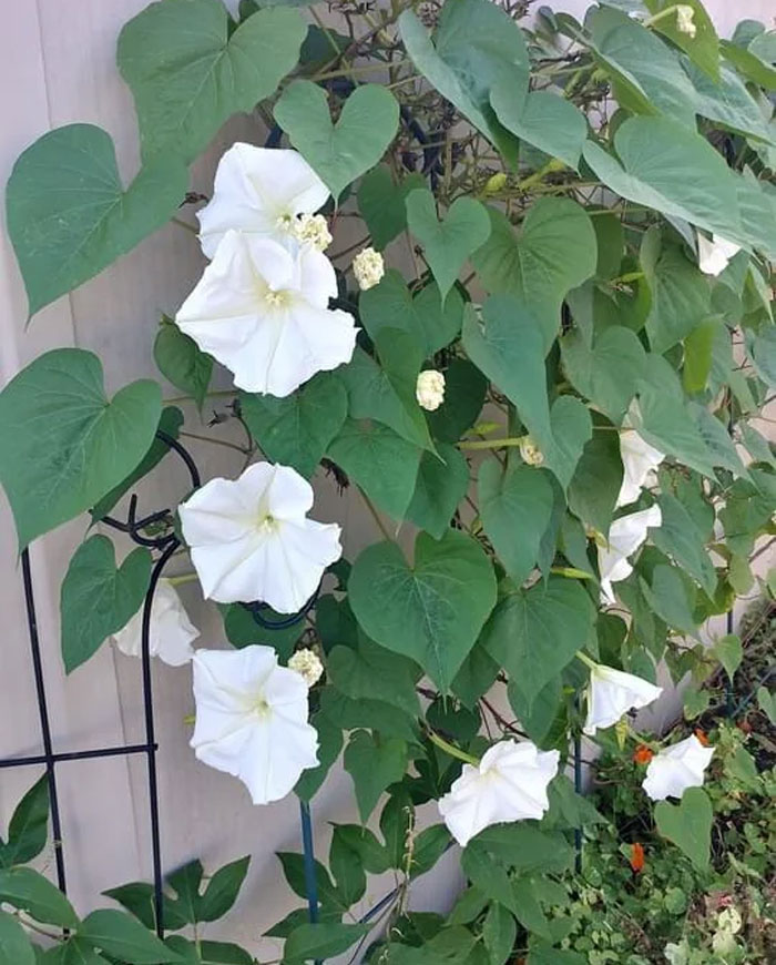 Moonflower growing on the trellis Moonflower growing on the trellis