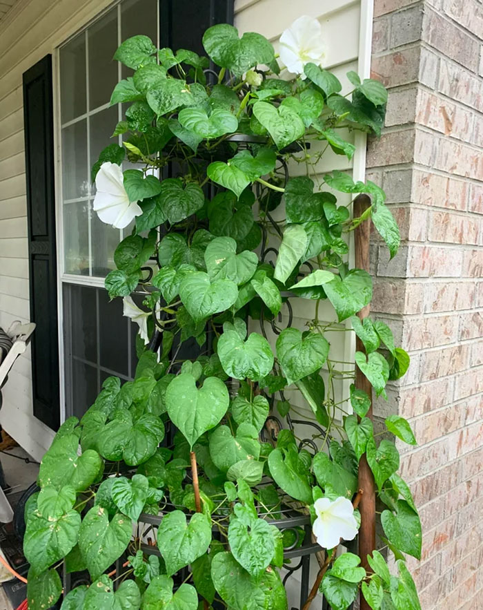 Moonflower on the trellis near the wall of a house Moonflower on the trellis near the wall of a house