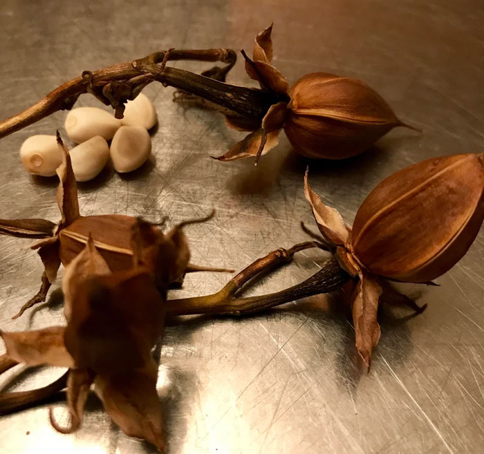 Moonflower's seeds and mature vine Moonflower's seeds and mature vine