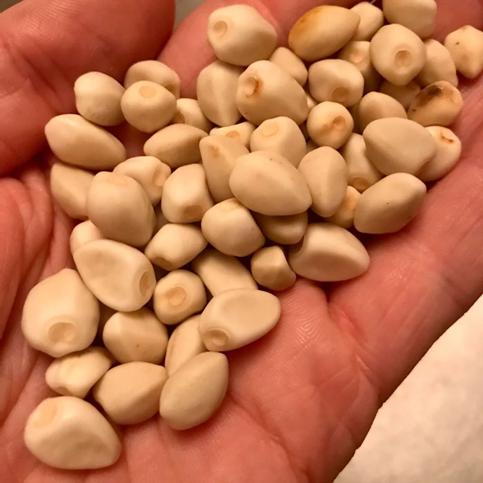 Moonflower's seeds on the palm Moonflower's seeds on the palm