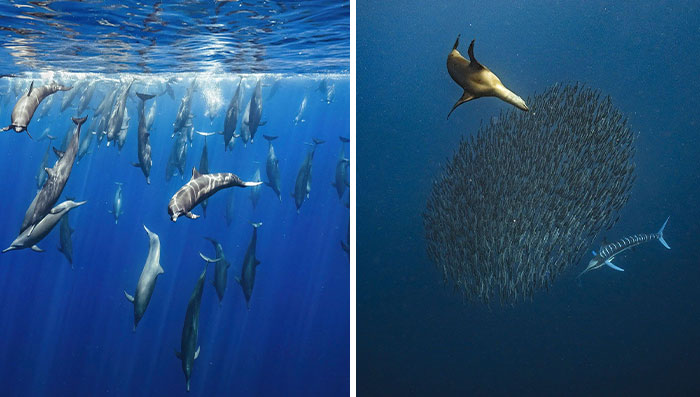 30 Of The Most Impressive Images From The 2023 Nature “inFocus” Photography Contest