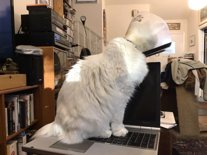 Fairly Recent, But I Had To Wait Until Owl Got Off The Keyboard To Post