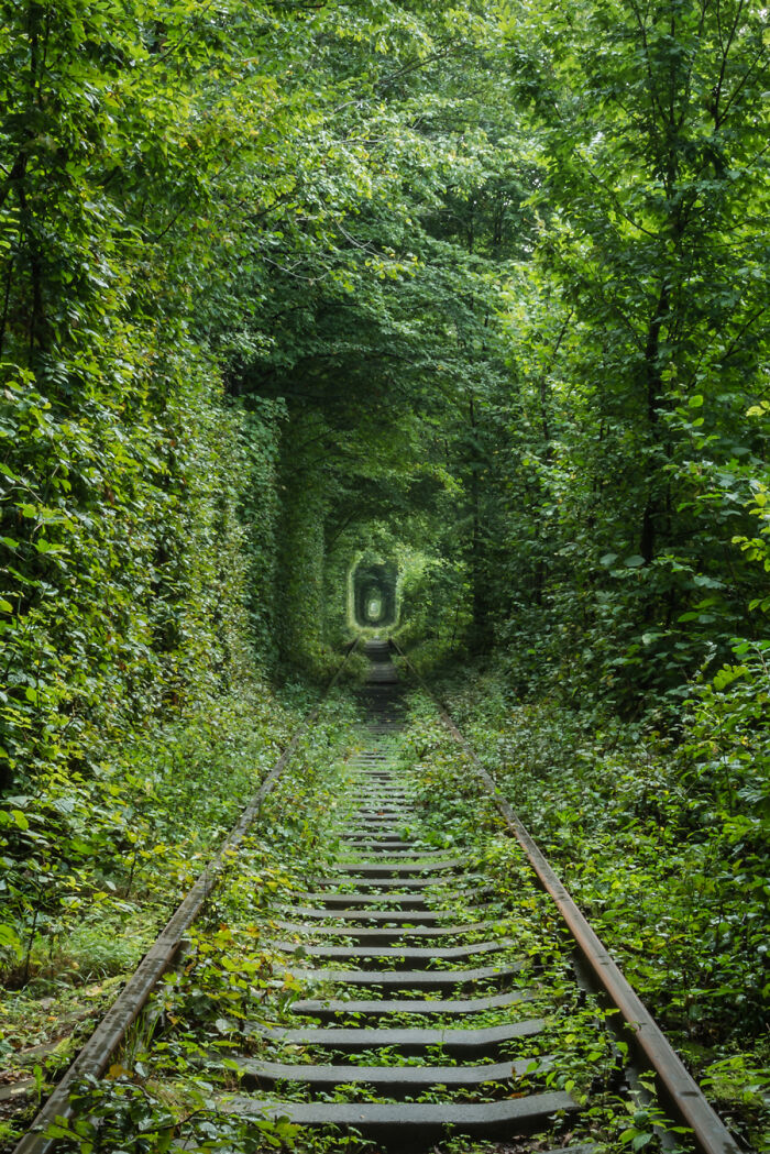 Overgrown railway tracks forming a natural green tunnel in an abandoned place in a post-apocalyptic world.