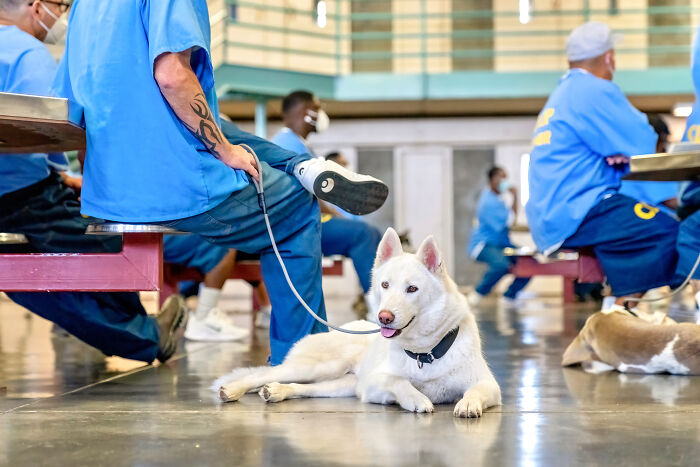 I Photographed Shelter Dogs In Training In A Maximum Security Prison