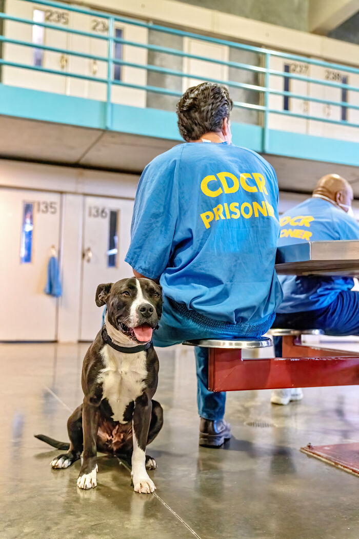 I Photographed Shelter Dogs In Training In A Maximum Security Prison