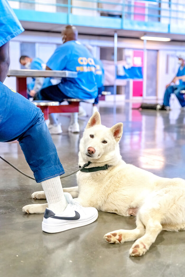 I Photographed Shelter Dogs In Training In A Maximum Security Prison