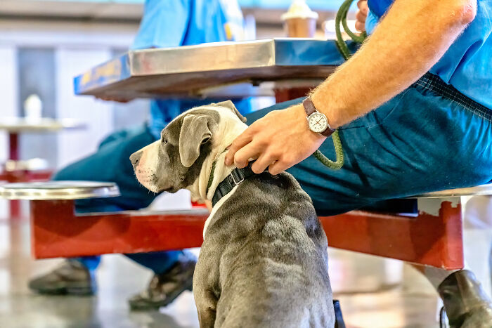 I Photographed Shelter Dogs In Training In A Maximum Security Prison