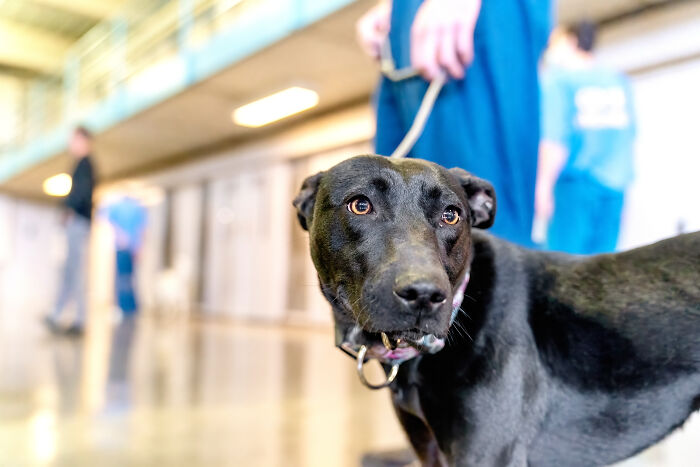 I Photographed Shelter Dogs In Training In A Maximum Security Prison